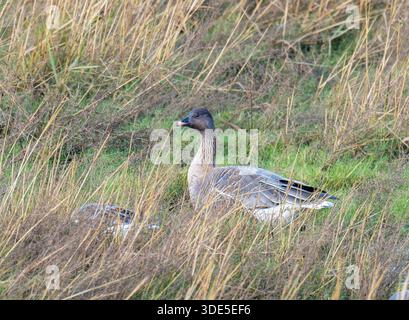 Pink Footed Goose, Anser brachyrhynchus auf dem Salzmarsch in Southport, Lancashire, Großbritannien. Stockfoto