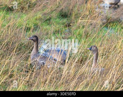 Pink Footed Goose, Anser brachyrhynchus auf dem Salzmarsch in Southport, Lancashire, Großbritannien. Stockfoto