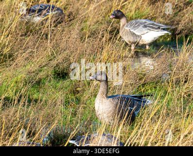 Pink Footed Goose, Anser brachyrhynchus auf dem Salzmarsch in Southport, Lancashire, Großbritannien. Stockfoto