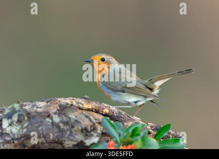 Robin Redbreast, wissenschaftlicher Name: Erithacus rubecula, im Winter nach links gerichtet und auf einem gefallenen Stamm mit grünen Blättern und roten Beeren. Reinigen b Stockfoto