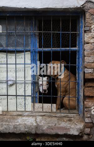 Zwei feierliche Hunde, einer braun und einer weiß, schauen durch Metallstangen eines verwitterten blauen Hausfensters in der Türkei. Ein handgeschriebenes Menüschild ist angebracht. Stockfoto