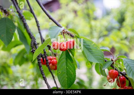 Süße Kirschfrucht und Baum. Helle Rote Farbe, Frisches Rohes Obst. Prunus avium Stockfoto