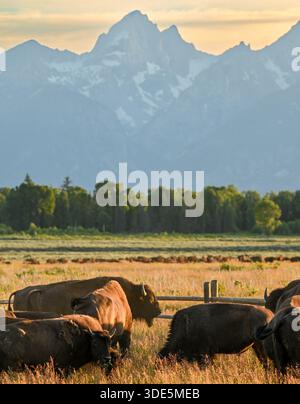 Amerikanische Bisons weiden bei Sonnenuntergang in der Prärie des Grand Teton National Park, mit den Teton Range Mountains im Hintergrund, Wyoming, USA. Stockfoto