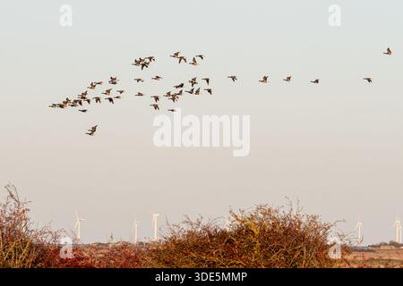 Eine Herde von brentgänsen (Branta bernicla, brantgänse) im Winter auf der Isle of Sheppey, Kent, England, Großbritannien Stockfoto