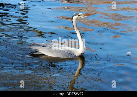 Graureiher, Graureiher, Fischreiher, héron cendré, Ardea cinerea, Szürke gém, Ungarn, Magyarország, Europa Stockfoto