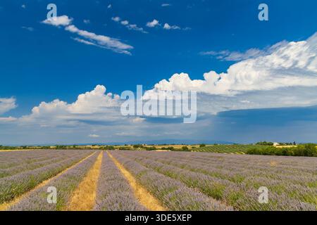Das Lavendelfeld der Provence blüht unter einem klaren blauen Himmel mit flauschigen weißen Wolken und zeigt die Landwirtschaft Stockfoto
