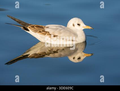 Lachmöwe (Chroicocephalus Ridibundus) im Winterkleid Stockfoto
