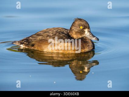 Weibliche getuftete Ente oder getuftete Pochard (Aythya fuligula) Stockfoto