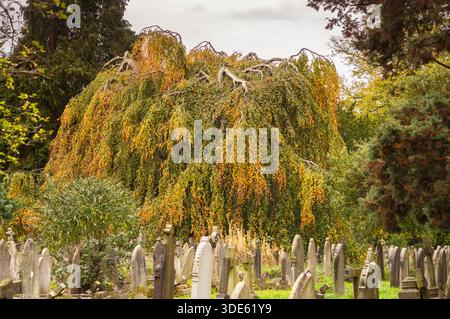 Die Trauerbuche (Fagus sylvatica 'pendula') im Herbst des Southampton Old Cemetery, Southampton, England, Großbritannien Stockfoto