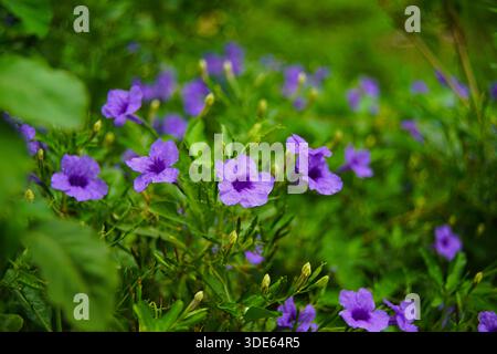 Eine zarte Nahaufnahme aus sanften lila Blüten, eingebettet in üppig grünes Laub, die die sanfte Schönheit der schlichten Eleganz der Natur und den subtilen Charme einfängt Stockfoto