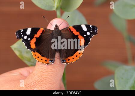 Detaillierte Makroaufnahme eines Roten Admiral-Schmetterlings (Vanessa atalanta), der auf dem Daumen einer Person vor einem unscharfen Blatthintergrund thront Stockfoto