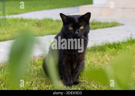 Schwarze Katze mit gelben Augen auf grünem Gras in einem sonnigen Garten. Hauskatze mit Blick auf die Kamera im Freien. Stockfoto