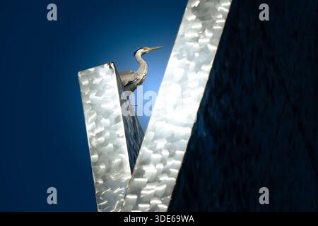 Graureiher (Ardea cinerea) balanciert auf einer George Rickey Skulptur im Stadtzentrum von Rotterdam vor einem tiefblauen Himmel. Stockfoto