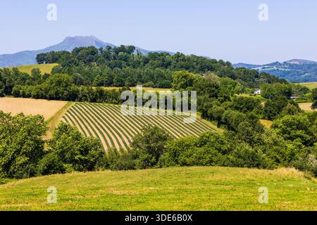 Espelette Chili Pfefferfeld mit geschützter Ursprungsbezeichnung bei Ainhoa Stockfoto