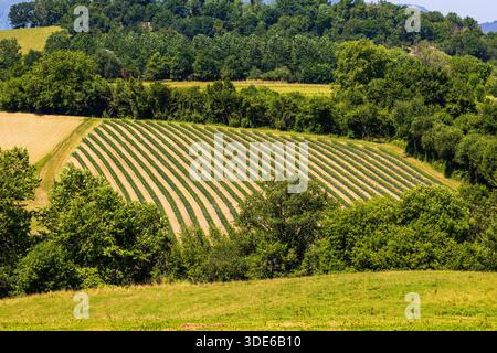 Espelette Chili Pfefferfeld mit geschützter Ursprungsbezeichnung bei Ainhoa Stockfoto