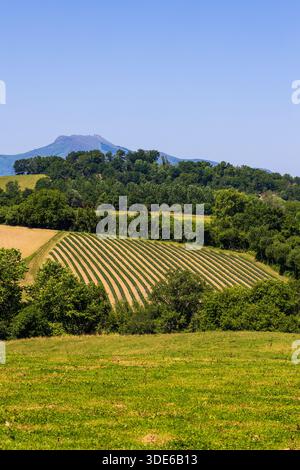 Espelette Chili Pfefferfeld mit geschützter Ursprungsbezeichnung bei Ainhoa Stockfoto