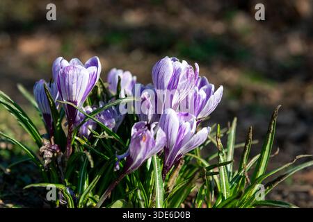 Nahaufnahme von violett und weiß gestreiften Frühlingskrokussen (crocus vernus) in Blüte Stockfoto