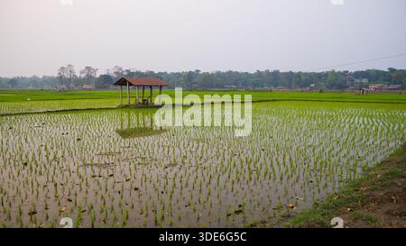 Ländliche Reisfelder erstrecken sich unter einem grauen Himmel mit einem kleinen, zentral gelegenen Schuppen, die an eine friedliche landwirtschaftliche Landschaft erinnern. Stockfoto