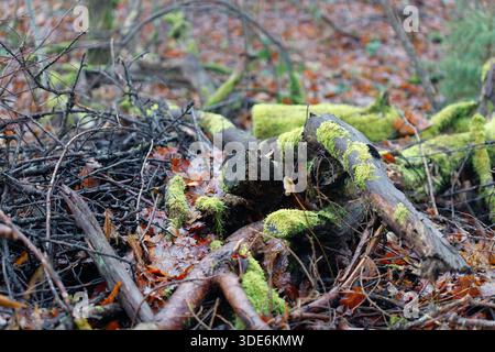 Waldboden mit verfallenen Baumstämmen und Ästen bedeckt mit leuchtendem grünem Moos zwischen herabfallenden Herbstblättern Stockfoto