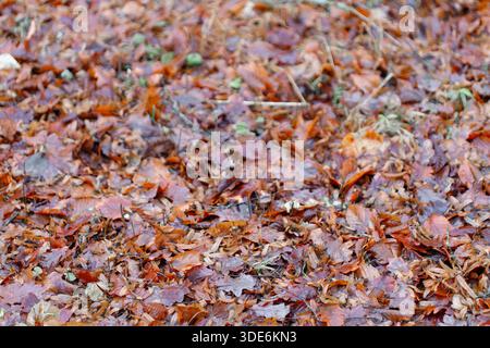 Braune Herbstblätter bilden einen natürlichen Waldteppich Stockfoto