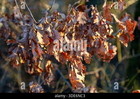 Trockene Eichenblätter fangen Sonnenlicht an einem späten Herbstnachmittag im Wald ein Stockfoto