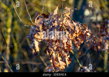 Braune Eichenblätter, die auf Ästen verbleiben, beleuchtet durch warmes Herbstlicht vor einem unscharfen Hintergrund Stockfoto