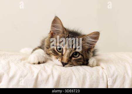 DSH Domestic Short Hair Kätzchen auf einer Decke und Blick auf den Betrachter Stockfoto