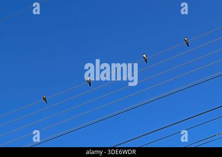 Schwalben auf Stromleitungen in Sao Jose do Barreiro, Sao Paulo, Brasilien Stockfoto