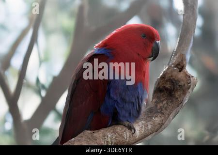 Der weibliche Elektus-Papagei sitzt auf einem toten Ast Stockfoto