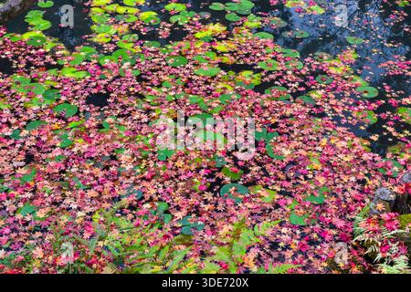 Der Tenjuan-Tempel in Kyoto bietet mit seinen ruhigen Teichen, die die lebhaften Herbsttöne wunderschön zeigen, einen ruhigen Rückzugsort. Stockfoto