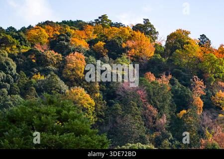 Die östlichen Hügel über dem Sakyo Ward von Kyoto zeigen einen lebhaften Teppich aus herbstlichem Laub. Dominiert von üppigen immergrünen Bäumen, ist der Hügel pünktlich Stockfoto