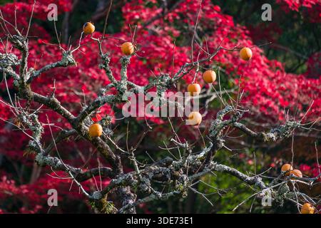 Ein Foto zeigt eine lebhafte Herbstszene im Shisendō-Tempel in Kyoto, Japan. Das Bild zeigt einen Baum mit Persimmonen, die an seinen Zweigen hängen. Stockfoto