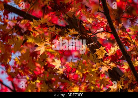 Lebhaftes Herbstlaub wurde im Shisendō-Tempel in Kyoto, Japan, erfasst. Das Foto zeigt eine dichte Sammlung von Ahornblättern Stockfoto