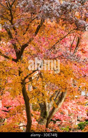 Im Enkōji-Tempel in Kyoto, Japan, entfaltet sich eine lebhafte Herbstszene, in der die satten Ahorntöne während der Herbstsaison zu sehen sind. Die Aufnahme des Fotos Stockfoto