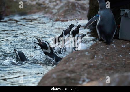Eine Gruppe von Humboldt-Pinguinen (Spheniscus humboldti), die sich zur Fütterung zusammenschließen Stockfoto