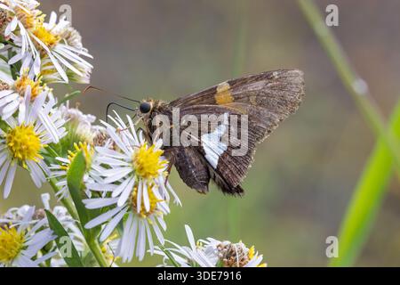 Ein silberfleckiger Skipper-Schmetterling (Epargyreus clarus) auf einer Astersterblume in Lee County, Iowa, USA. Stockfoto