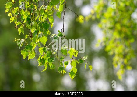 Eine Nahaufnahme der leuchtend grünen Blätter, die im hellen Sonnenlicht glitzern und die Schönheit der Natur verkörpern Stockfoto