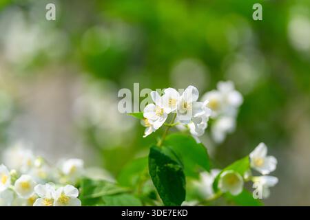 Ein detailliertes Nahaufnahme-Bild von wunderschönen weißen Blumen, die ihre zarte Schönheit zwischen leuchtend grünen Blättern zeigen Stockfoto