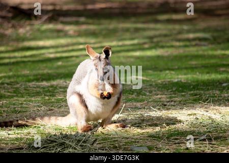 Das Gelbfüßige Rock-Wallaby hat eine helle Farbe mit einem weißen Wangenstreifen und orangen Ohren. Stockfoto
