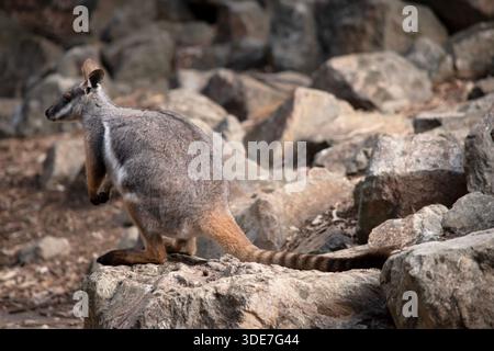 Das Gelbfüßige Rock-Wallaby hat eine helle Farbe mit einem weißen Wangenstreifen und orangen Ohren. Stockfoto