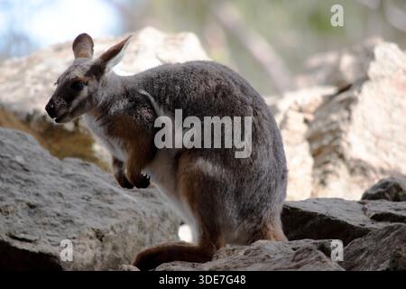 Das Gelbfüßige Rock-Wallaby hat eine helle Farbe mit einem weißen Wangenstreifen und orangen Ohren. Stockfoto