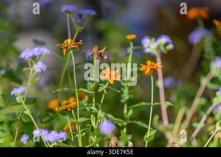 Ein atemberaubender Blick aus der Nähe auf leuchtende Farben mit orangefarbenen und violetten Wildblumen in einer sonnigen Gartenumgebung Stockfoto