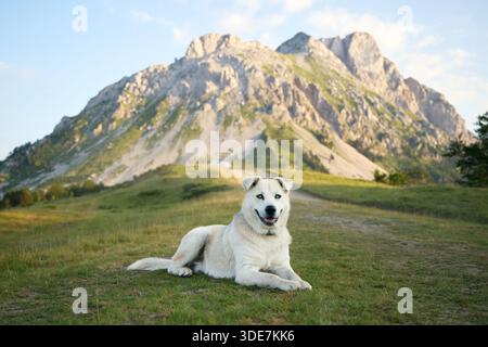 Ein gemischter Hund liegt ruhig auf grasbewachsenem Boden, während die Sonne untergeht. Die Kulisse der zerklüfteten Gipfel verstärkt den ruhigen Moment. Stockfoto