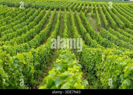 Grüne Weinberge erstrecken sich über die Hügel von Blancs Coteaux, Marne, Grand Est Stockfoto