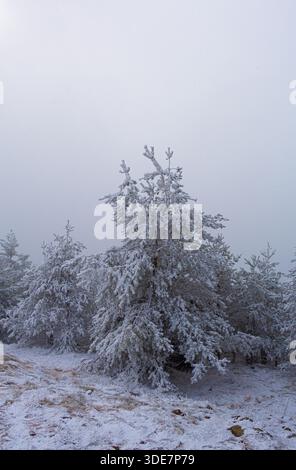 Schneebedeckte Kiefern in Nebelwald im Skigebiet Zlatibor, Serbien Stockfoto