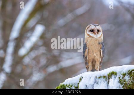 Scheuneneule auf einer moosigen, schneebedeckten Oberfläche in einem Winterwald, Kubochna Stockfoto