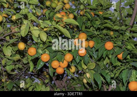Orangenbaum mit Reifen Früchten und grünen Blättern wächst im Freien in der Stadtstraße von Athen. Stockfoto