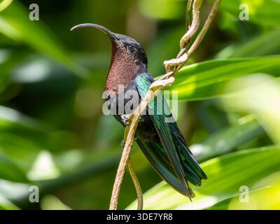 Nahaufnahme des Kolibri Purple-throated carib (Eulampis jugularis) im Guadeloupe National Park - Karibikinsel Guadeloupe Stockfoto