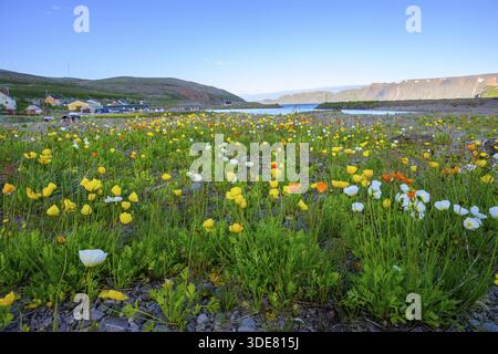 Ein lebendiges Blumenfeld mit gelbem und weißem arktischem Mohn (Papaver radicatum) unter klarem Himmel und Bergen im Hintergrund erstreckt sich über das Syltefjo Stockfoto
