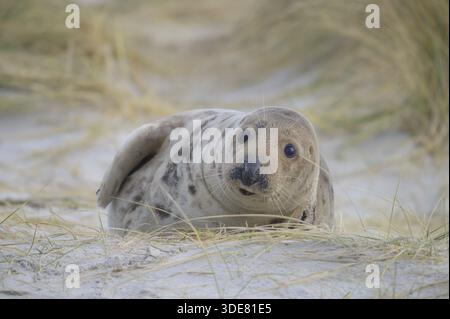 Eine junge Graurobbe (Halichoerus grypus) liegt neugierig in den Dünen und beobachtet die Umgebung, Robbe, die in den Sanddünen liegt, mit einem aufmerksamen Blick Stockfoto
